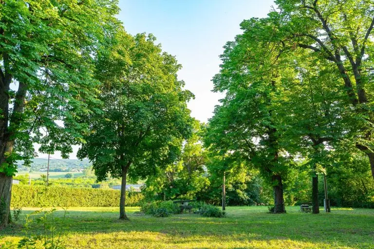 Napsütötte gyep öreg fák alatt a kúria parkjában